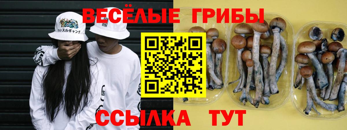 Новокубанск  Галлюциногенные грибы Psilocybe  Вход с VPN 