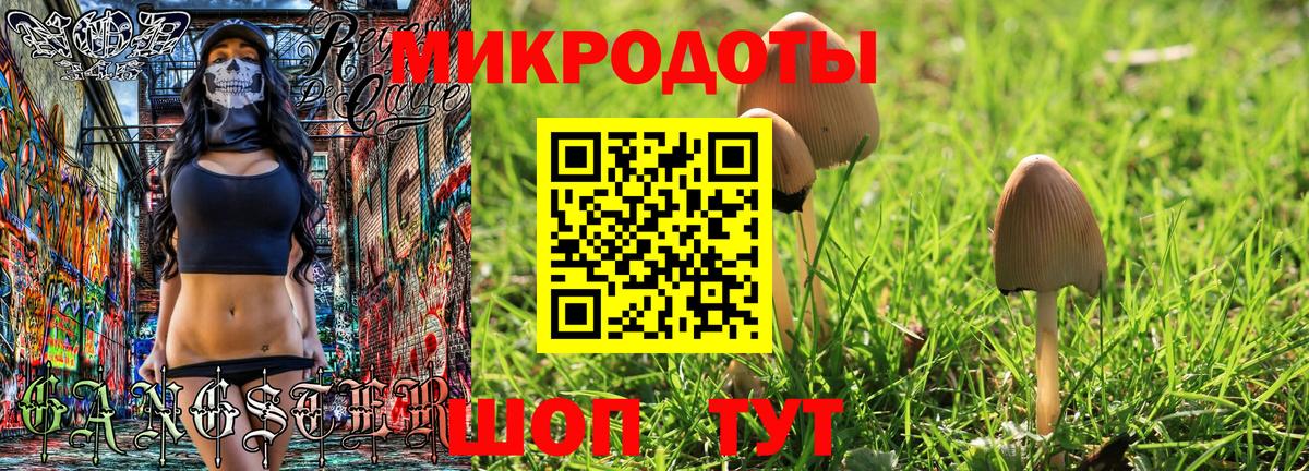Галлюциногенные грибы Psilocybe Новокубанск